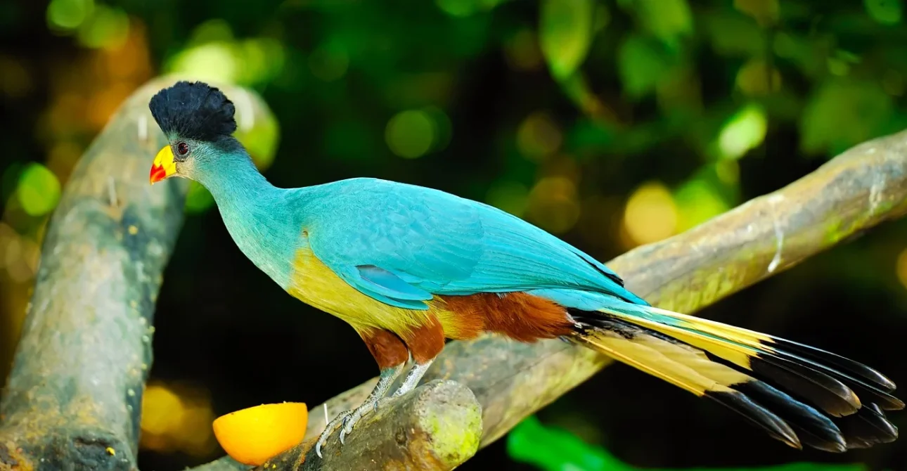 Kakamega Forest National Reserve