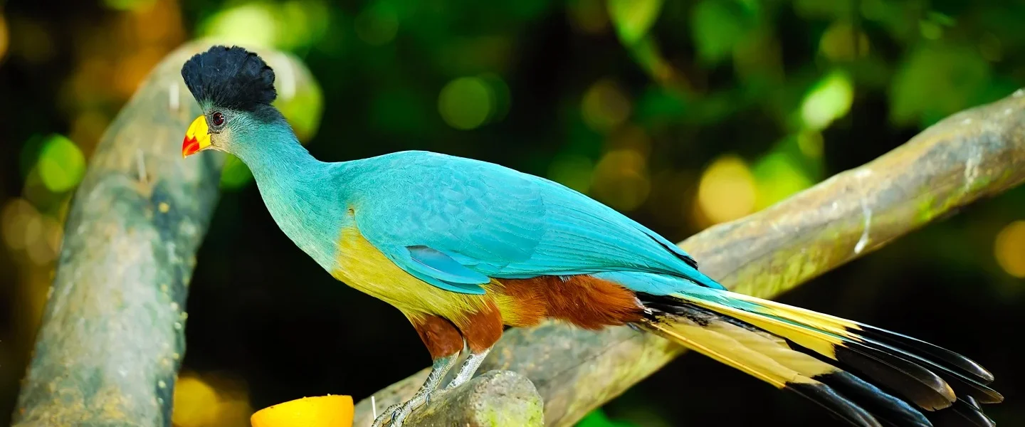 Kakamega Forest National Reserve – Kenya’s Tropical Rainforest & Primate Sanctuary