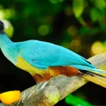 Kakamega Forest National Reserve – Kenya’s Tropical Rainforest & Primate Sanctuary
