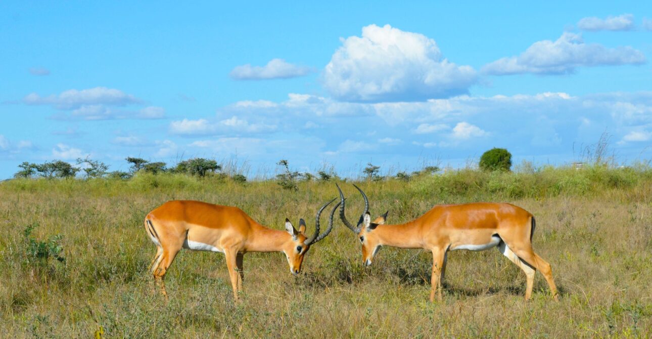 Kisumu Impala Sanctuary