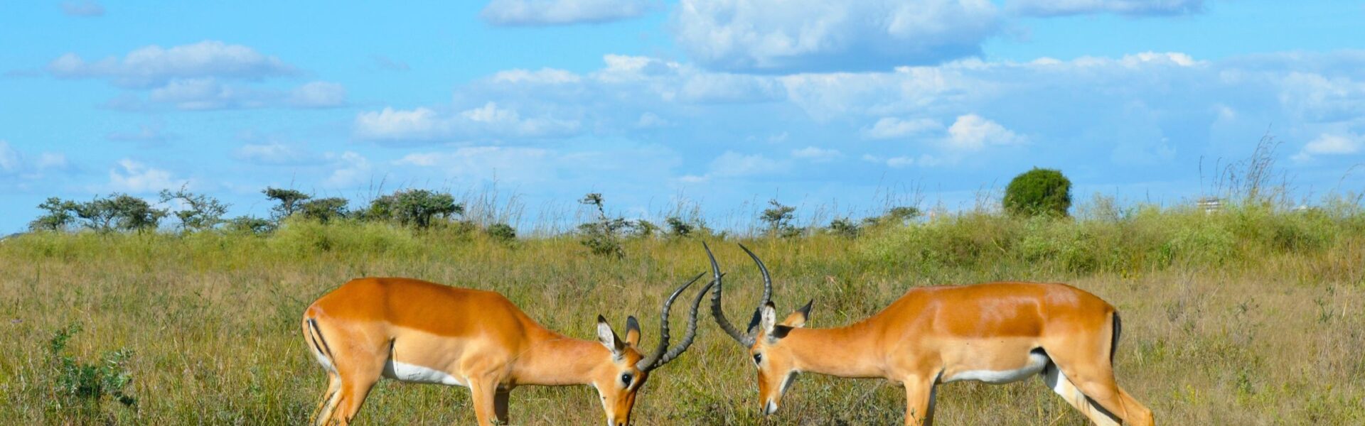 Kisumu Impala Sanctuary 1 Kisumu Impala Sanctuary – Wildlife Experience on the Shores of Lake Victoria