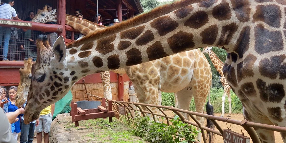 Nairobi Animal Orphanage – Wildlife Rescue & Conservation Experience in Kenya