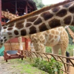 Nairobi Animal Orphanage – Wildlife Rescue & Conservation Experience in Kenya