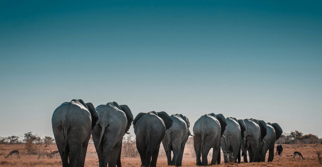 Marsabit National Park & Reserve