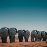 Marsabit National Park & Reserve