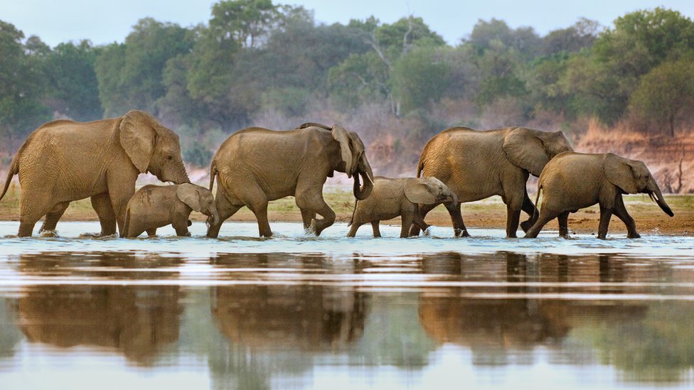 Nyerere National Park Selous Tanzania