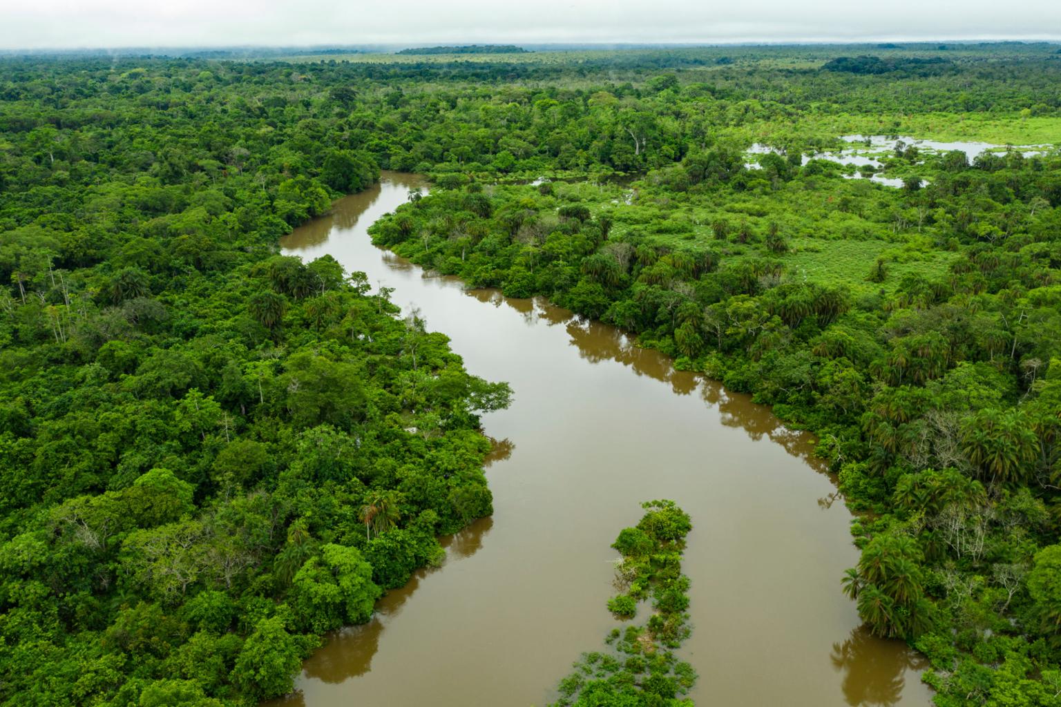 Republic of Congo Brazzaville Gorilla Trekking