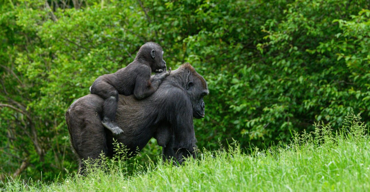 The Chimpanzee Tracking at Gombe 