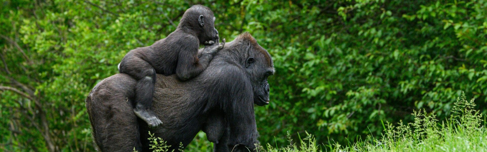The Chimpanzee Tracking at Gombe