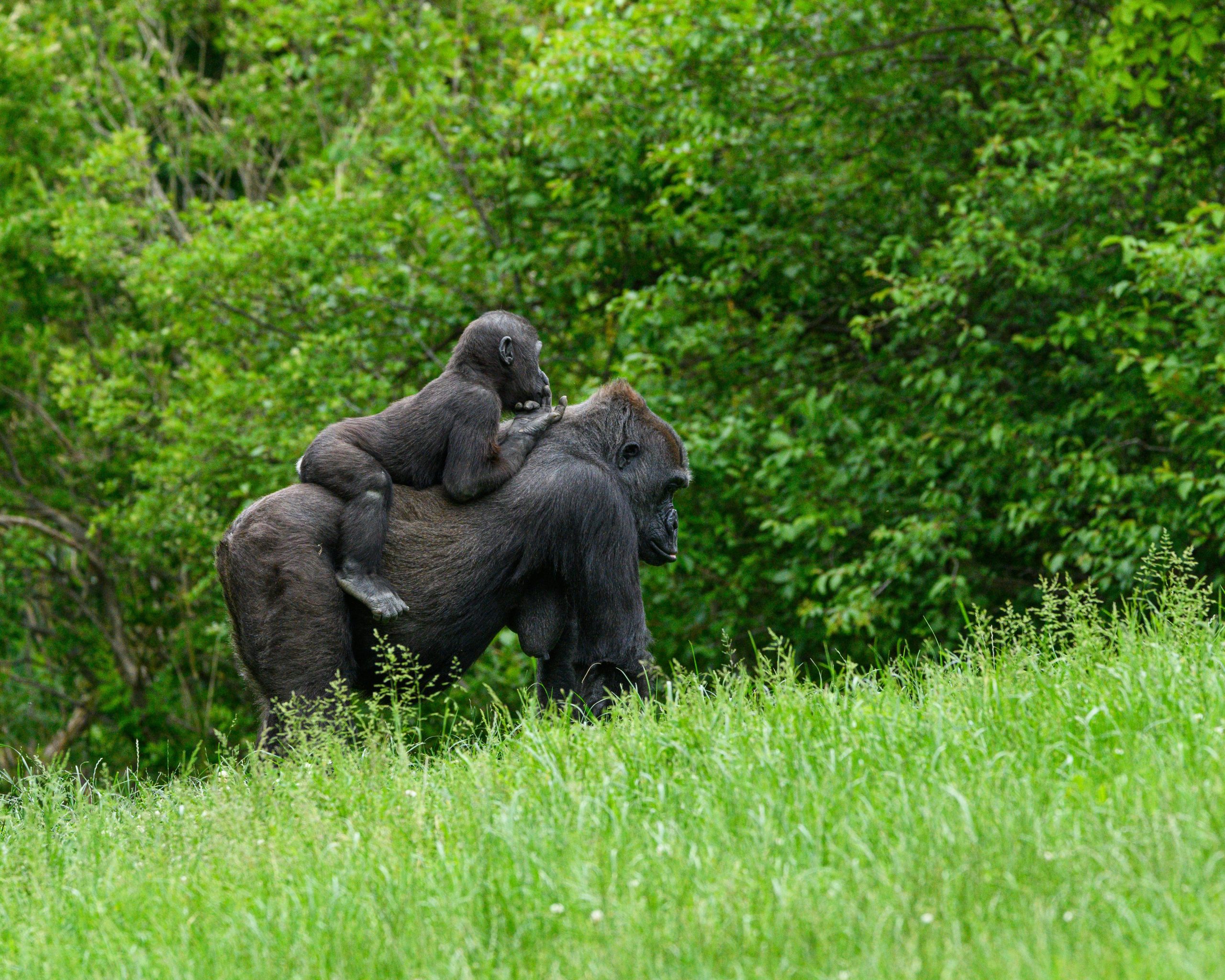 The Chimpanzee Tracking at Gombe