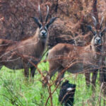 Ruma-National-Park-–-Rare-Wildlife-Hidden-Safari-Gem-in-Western-Kenya.jpg