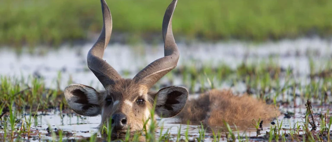 Saiwa Swamp National Park – Sitatunga Antelope & Kenya’s Smallest National Park