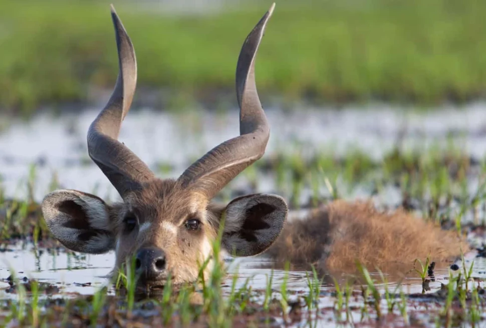 Saiwa Swamp National Park – Sitatunga Antelope & Kenya’s Smallest National Park