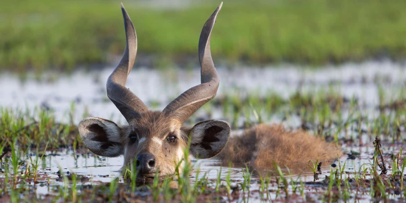 Saiwa Swamp National Park – Sitatunga Antelope & Kenya’s Smallest National Park