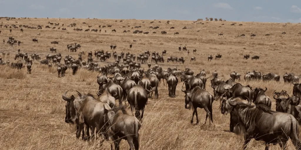 The Kenya Big Five Safari Tour