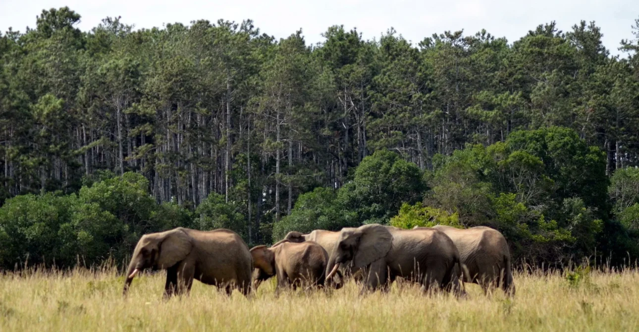 Shimba Hills National Reserve