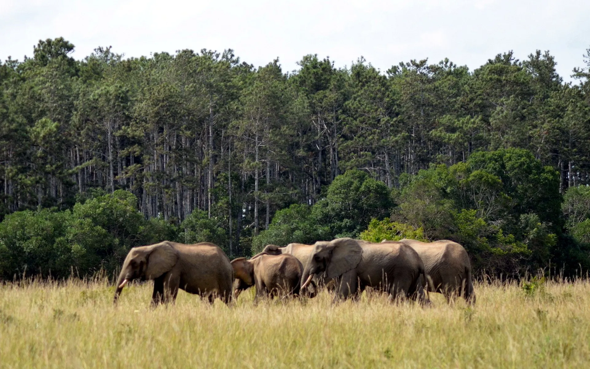 Shimba Hills National Reserve – Coastal Forest Safari, Elephants & Sheldrick Falls in Kenya