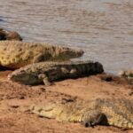 Sibiloi National Park – Cradle of Mankind & Remote Lake Turkana Safari in Kenya