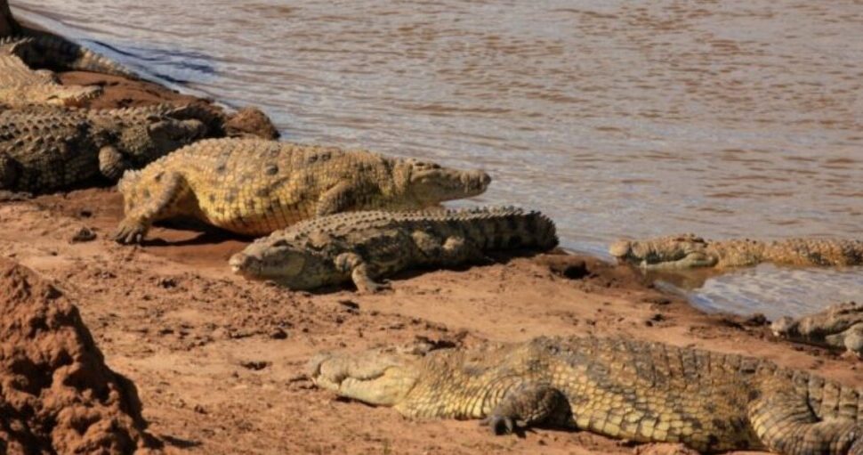 Sibiloi National Park – Cradle of Mankind & Remote Lake Turkana Safari in Kenya