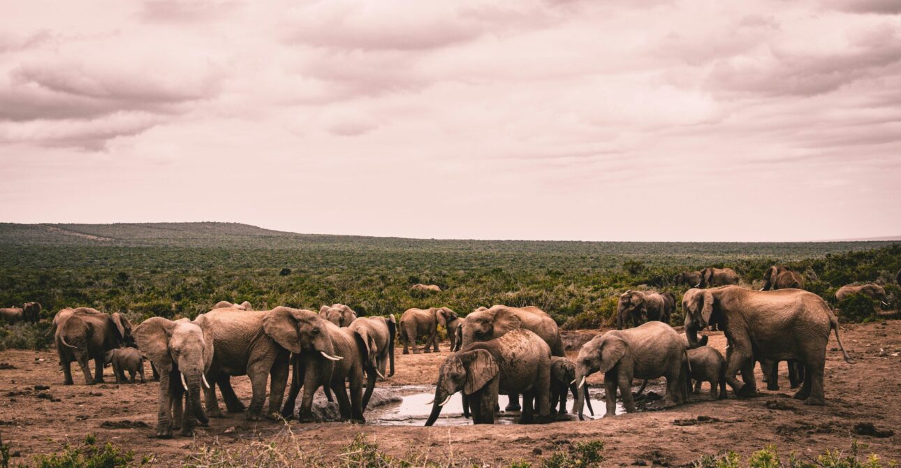 Masai Mara vs Serengeti Safari