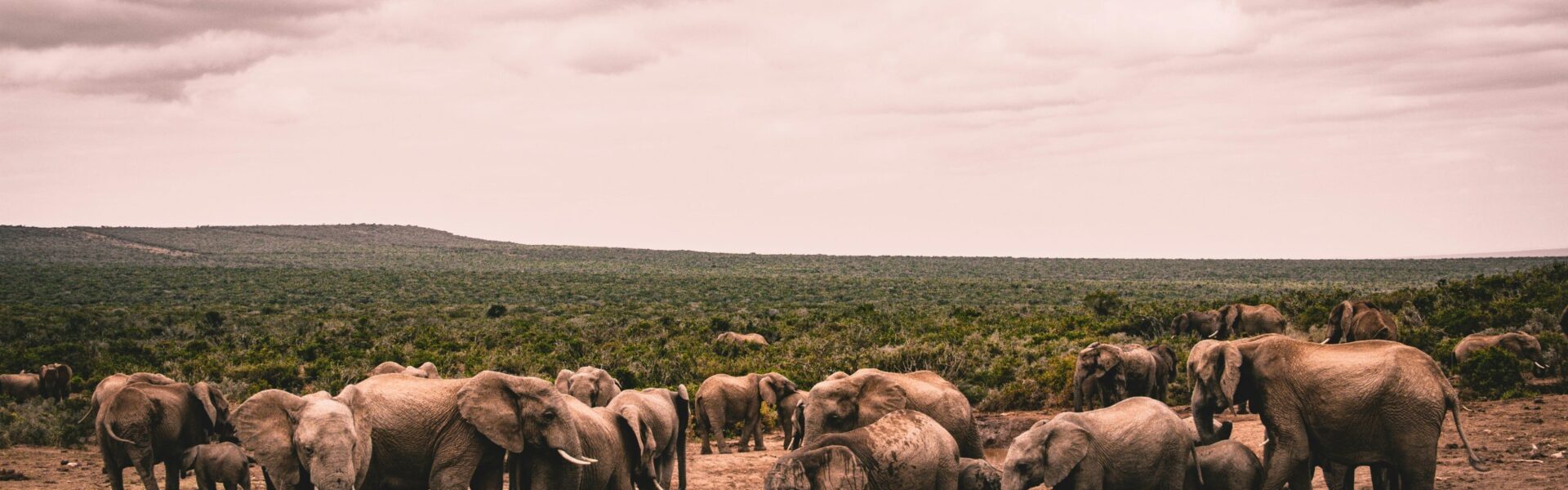 Masai Mara vs Serengeti Safari