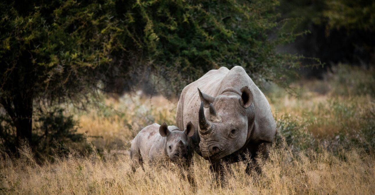Tanzania Safari FAQs 1 Tanzania Safari FAQs