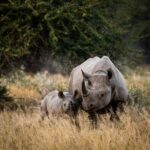 Tanzania Safari FAQs