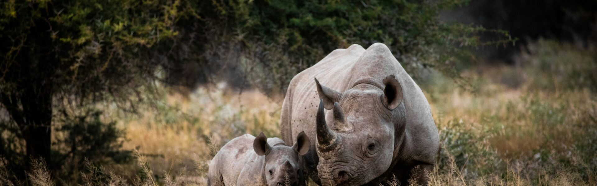 Tanzania Safari FAQs 1 Tanzania Safari FAQs