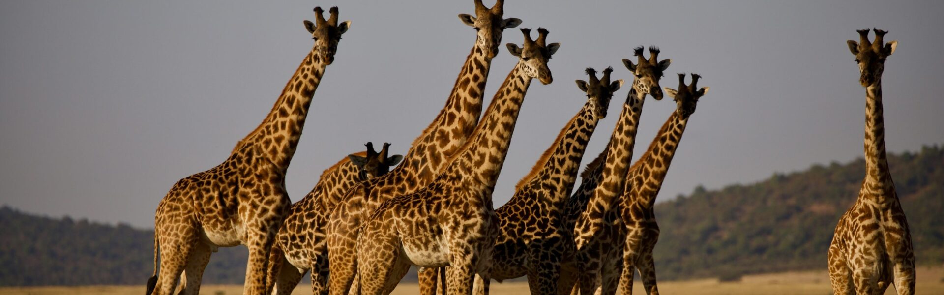 Why Choose a Kenya Safari