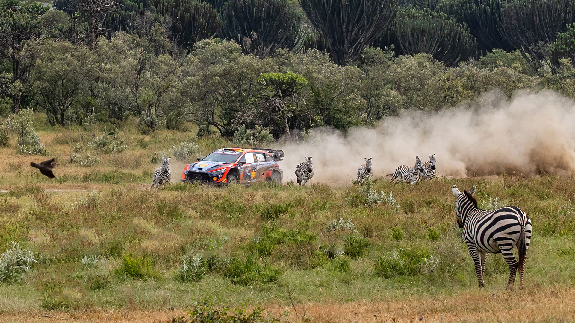The WRC Safari Rally Kenya