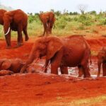 Tsavo East National Park – Red Elephants, Vast Wilderness & Classic Kenya Safari