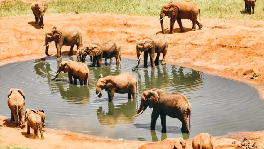 Tsavo West National Park – Scenic Landscapes, Mzima Springs & Diverse Safari in Kenya