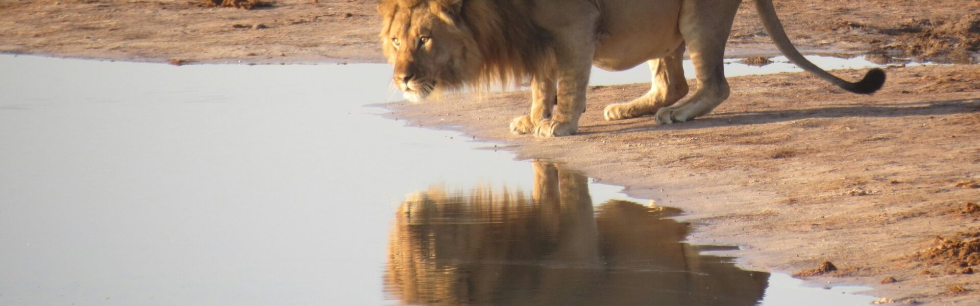 How Many Days for a Tanzania Safari 1 How Many Days for a Tanzania Safari