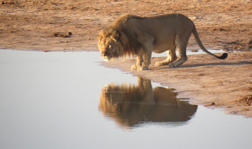 How Many Days for a Tanzania Safari 1 How Many Days for a Tanzania Safari
