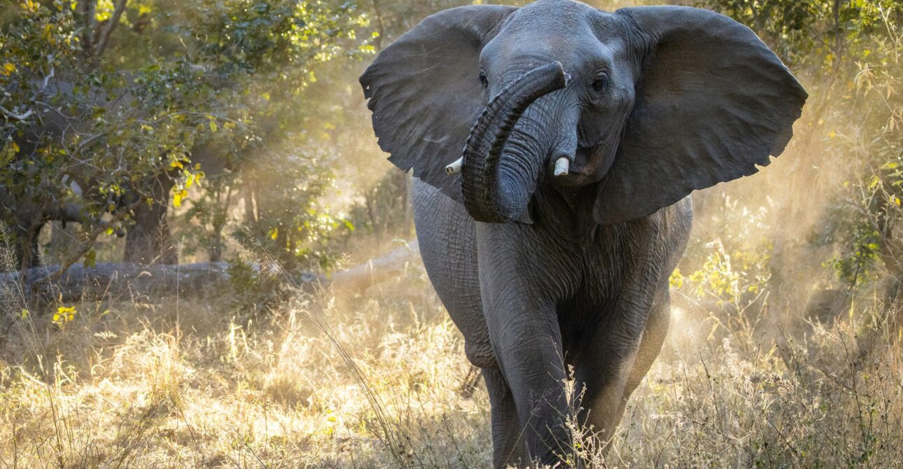Best Time for Tanzania Safari 
