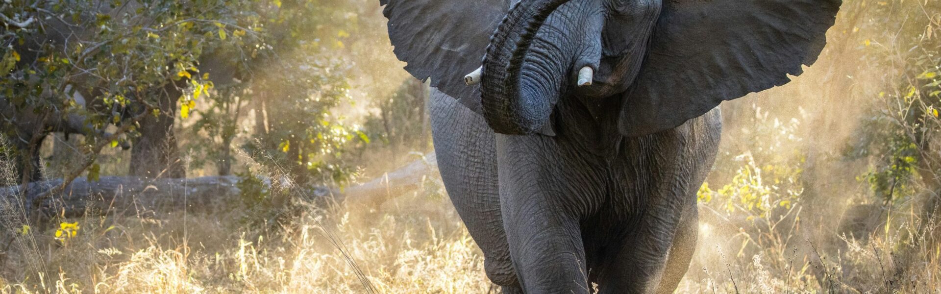 Best Time for Tanzania Safari 
