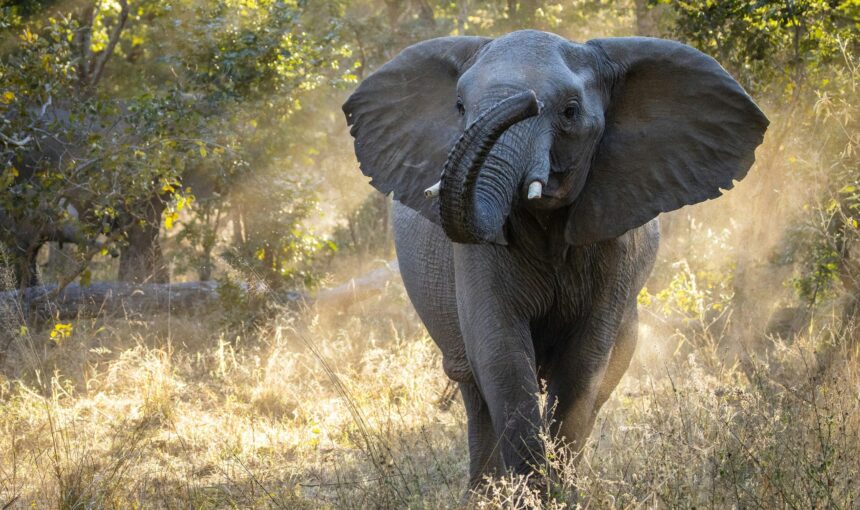 Best Time for Tanzania Safari 3 Best Time for Tanzania Safari