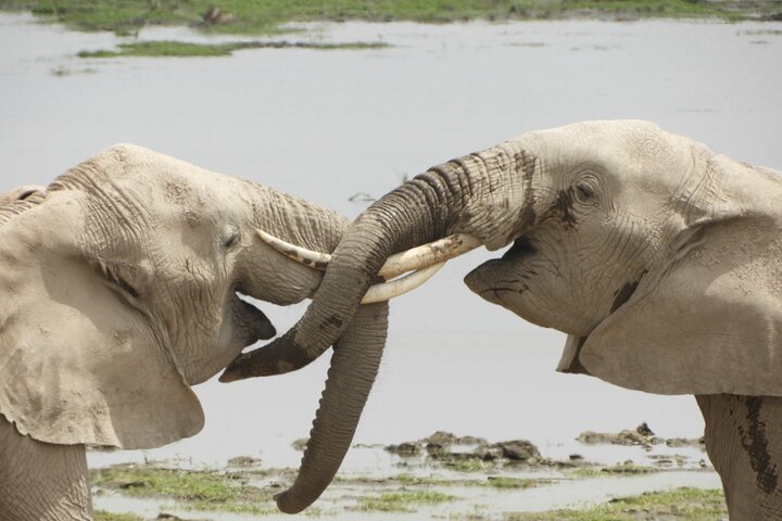 Serengeti vs Masai Mara Safari 