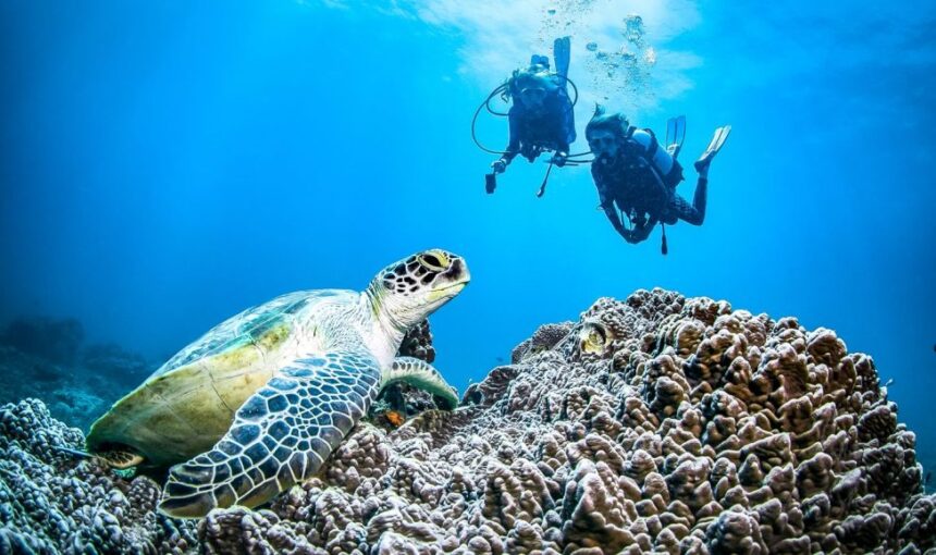 Best time for Diving in Kenya 1 Best time for Diving in Kenya