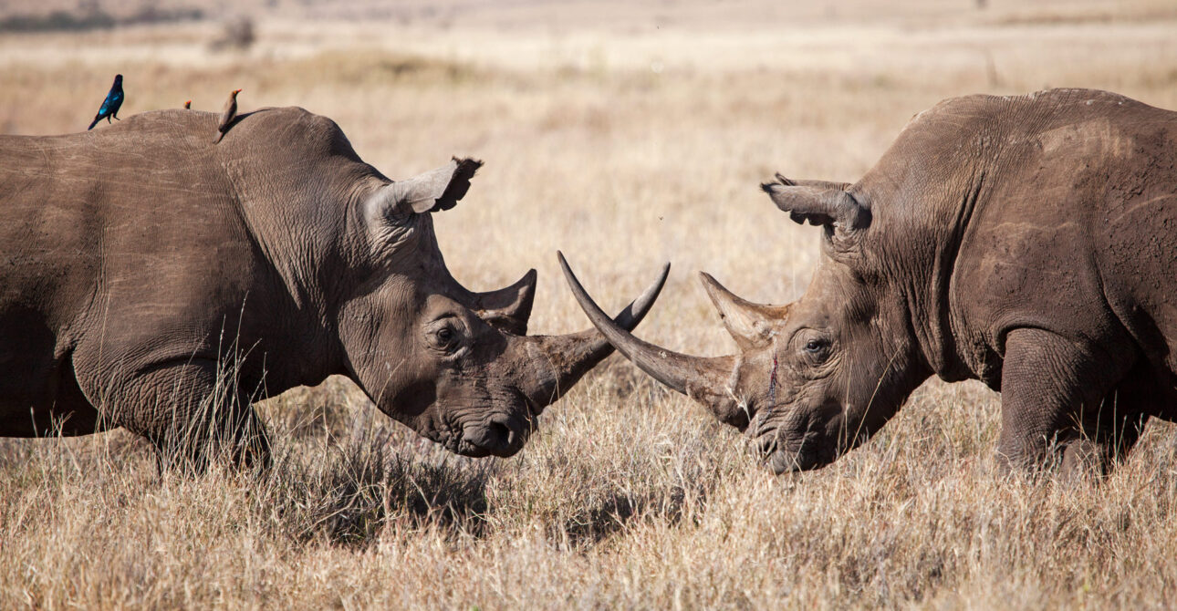 KENYA NATIONAL PARKS