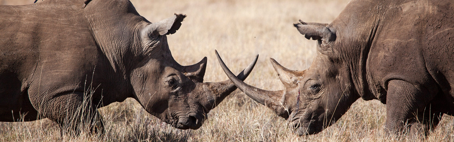 Wildlife You Can See on a Kenya Safari
