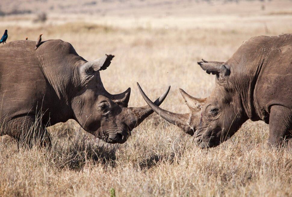 Wildlife You Can See on a Kenya Safari