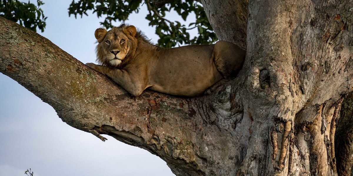 Uganda Safari Guide – Gorilla Trekking, Chimpanzees & The Pearl of Africa 1 Uganda Safari Guide