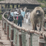 Nairobi Safari Walk – Wildlife, Nature Trails & Conservation Experience in Kenya