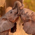 Luxury Tanzania and Kenya Safari Tours with Local Experts 4 Luxury Tanzania and Kenya Safari Tours with Local Experts