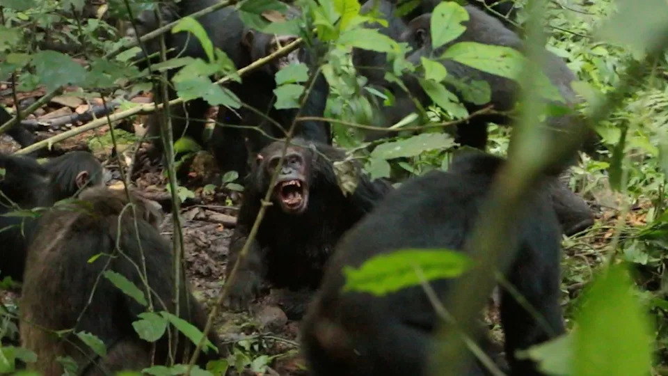  A group of dark-furred chimpanzees stand in the midst of a lush jungle landscape. One looks at the camera and bares its fangs. . 