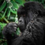 Chimpanzees in Uganda are locked in a deadly 'civil war' after their group split apart
