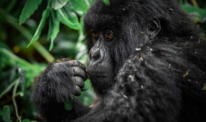 Chimpanzees in Uganda are locked in a deadly 'civil war' after their group split apart — and scientists don't know why 9 Chimpanzees in Uganda are locked in a deadly ‘civil war’ after their group split apart — and scientists don’t know why