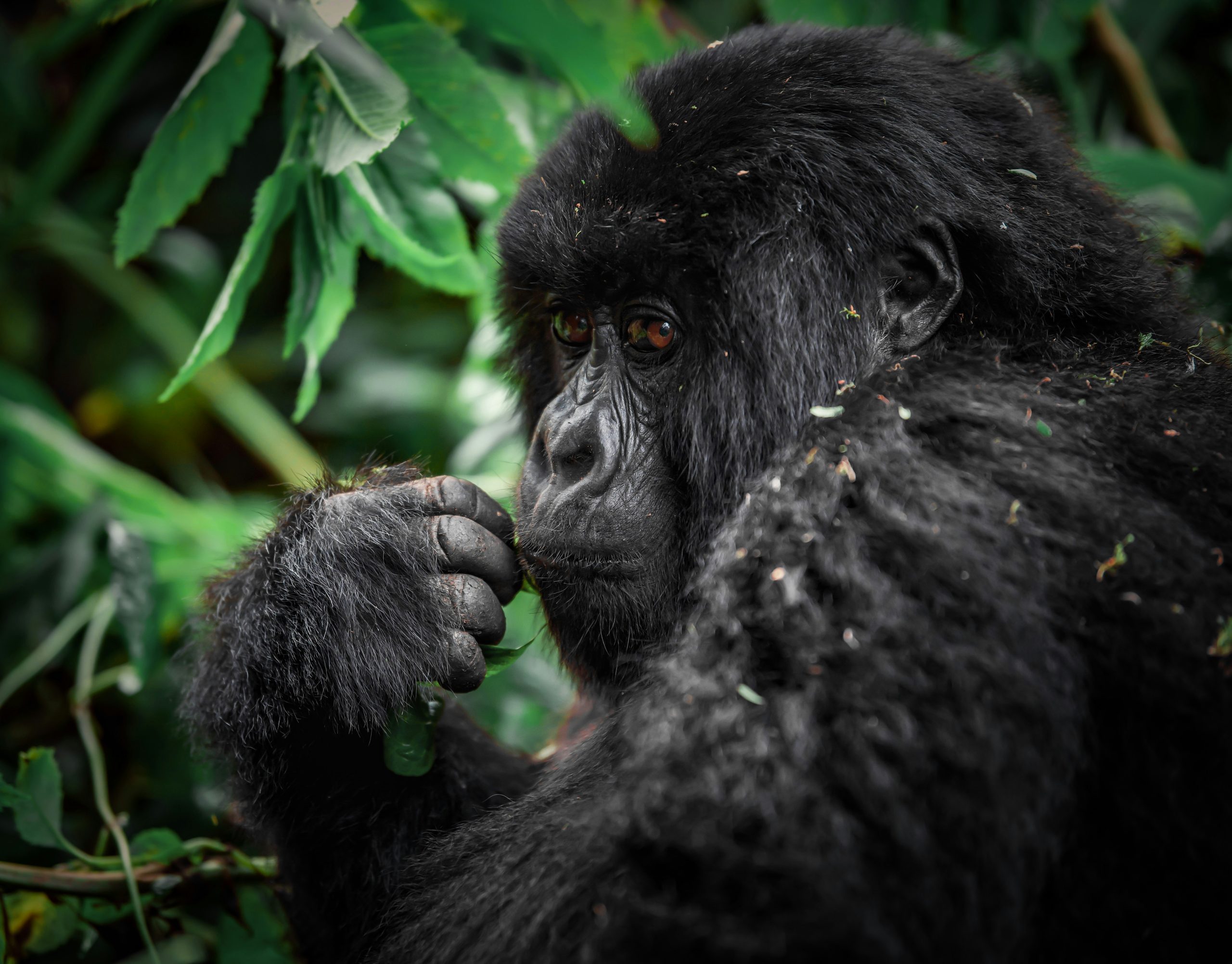 Chimpanzees in Uganda are locked in a deadly 'civil war' after their group split apart