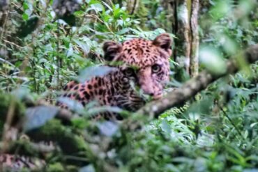 Luxury Tanzania and Kenya Safari Tours with Local Experts 43 Nature Bound Africa Cape Town Safari